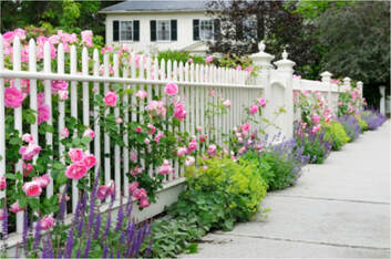 Fence and perennials